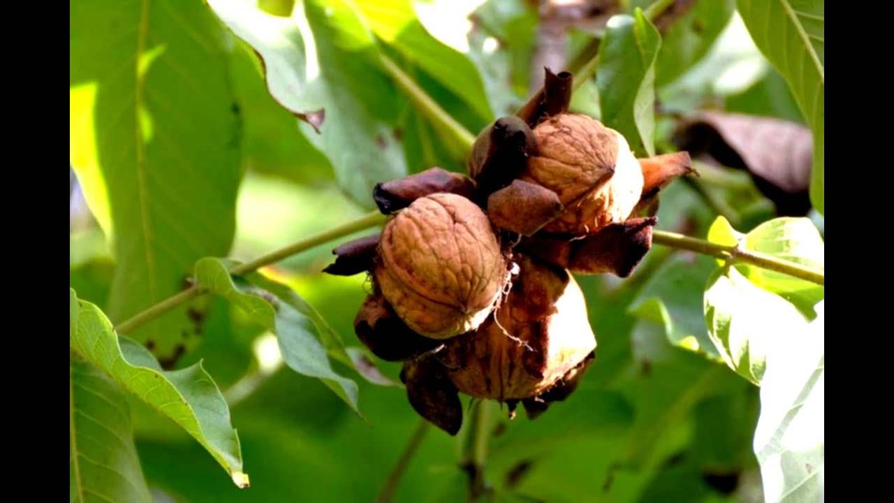 walnut tree pruning دليل بسيط وسهل لتقليم أشجار الجوز