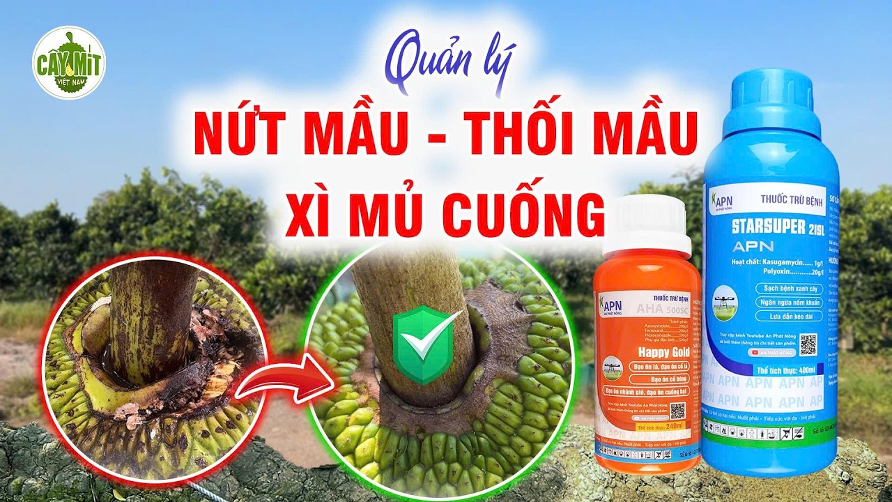 CÔNG THỨC QUẢN LÝ NỨT MẦU - THỐI MẦU,  XÌ MỦ CUỐNG #caymitvietnam #kythuattrongmit