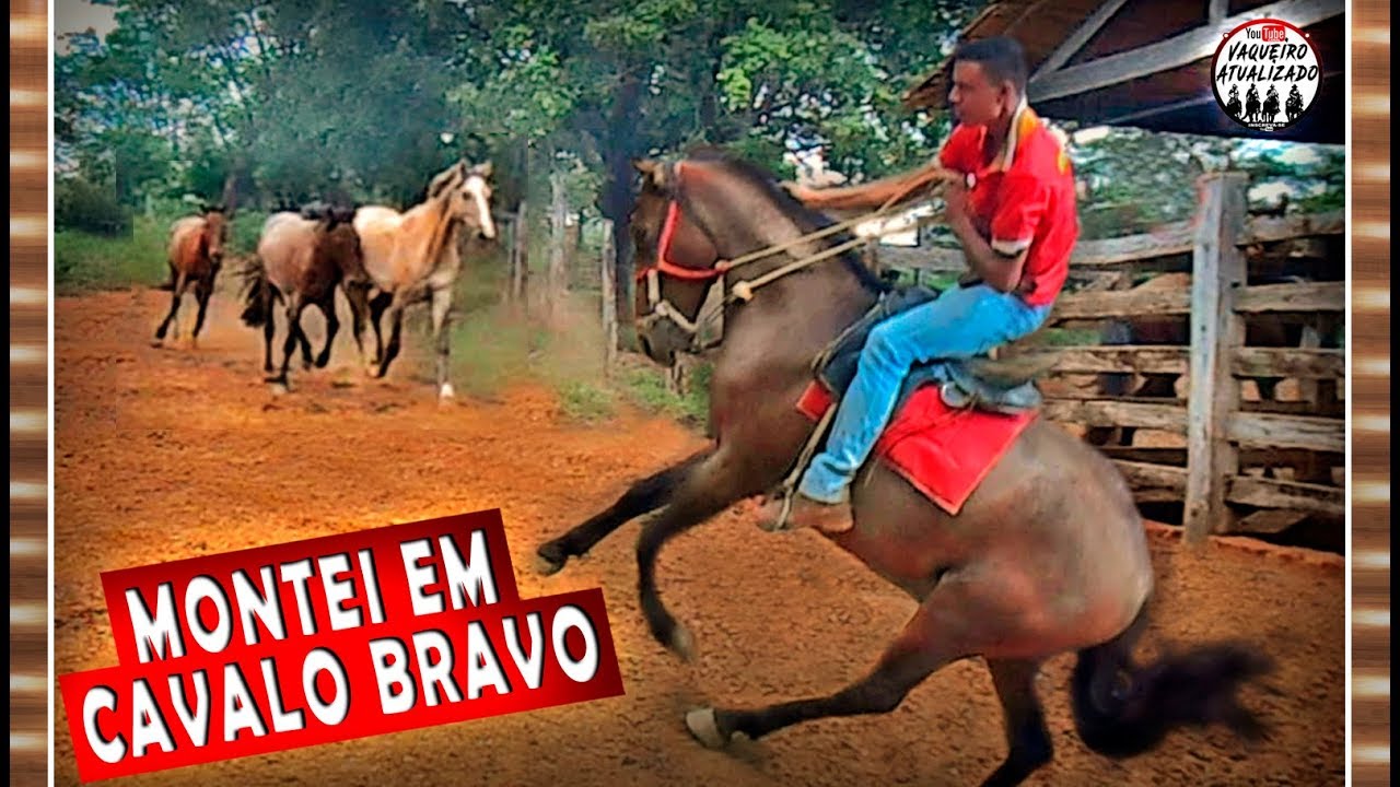Domando cavalo Bravo