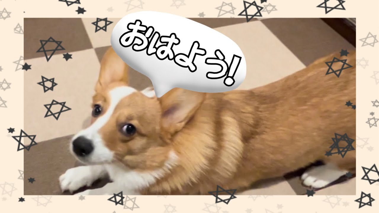 朝の挨拶をするコーギー