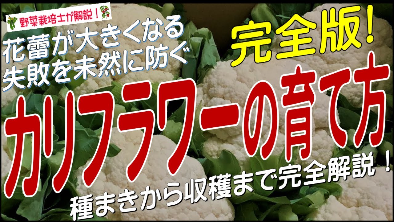 カリフラワーの上手な育て方（種まきから収穫までを詳しく解説）カリフラワー栽培のコツとポイントが分かる！