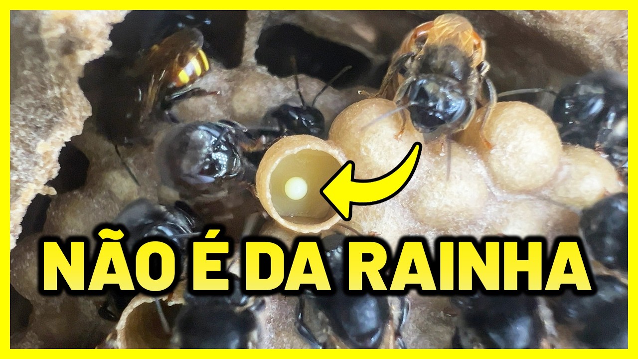 O fascinante ritual de postura das abelhas Mandaçaia #abelhamaravilha