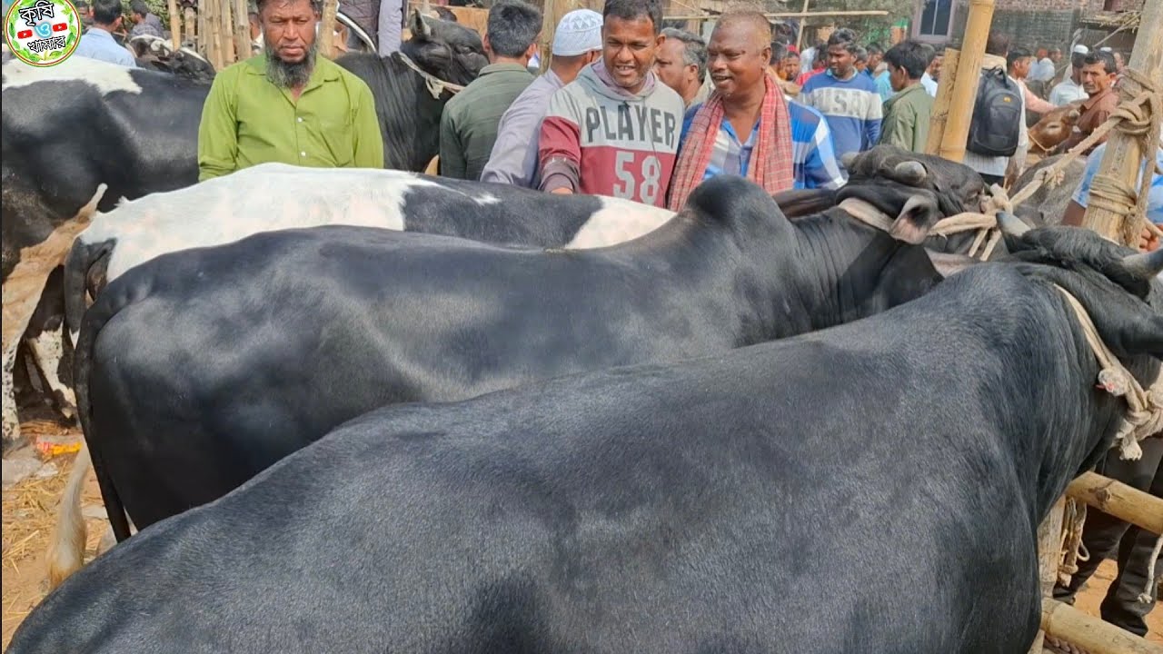 আজ ২২/২/২৬ | নোয়াখালীর খামারী কত টাকা মন দরে মাংসের গরু কিনছেন | কাহারোল হাট 