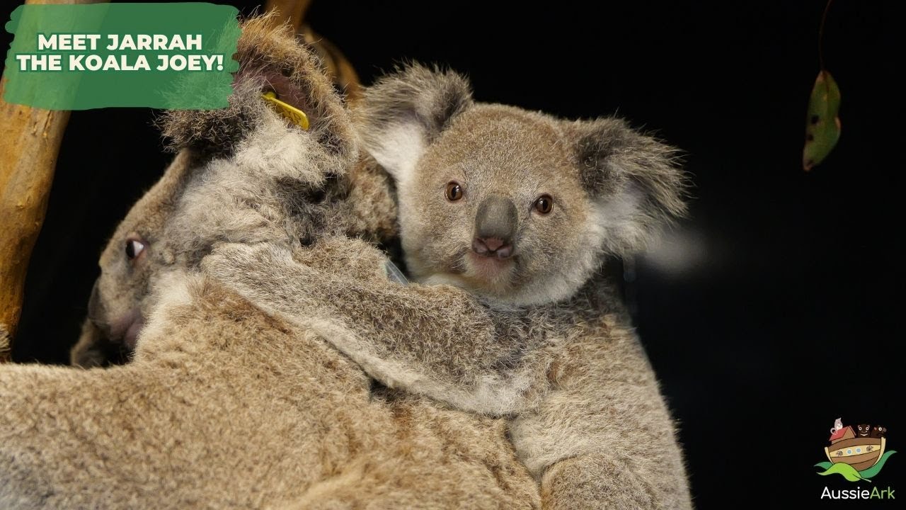 MEET JARRAH THE KOALA JOEY!