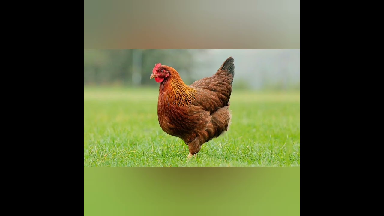 дитина в природньому довкіллі 