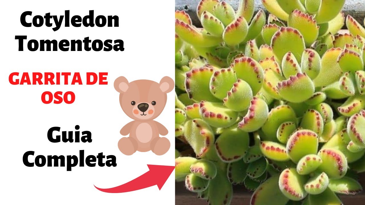 Garrita De Oso (Cotyledon Tomentosa) Una Planta Increible