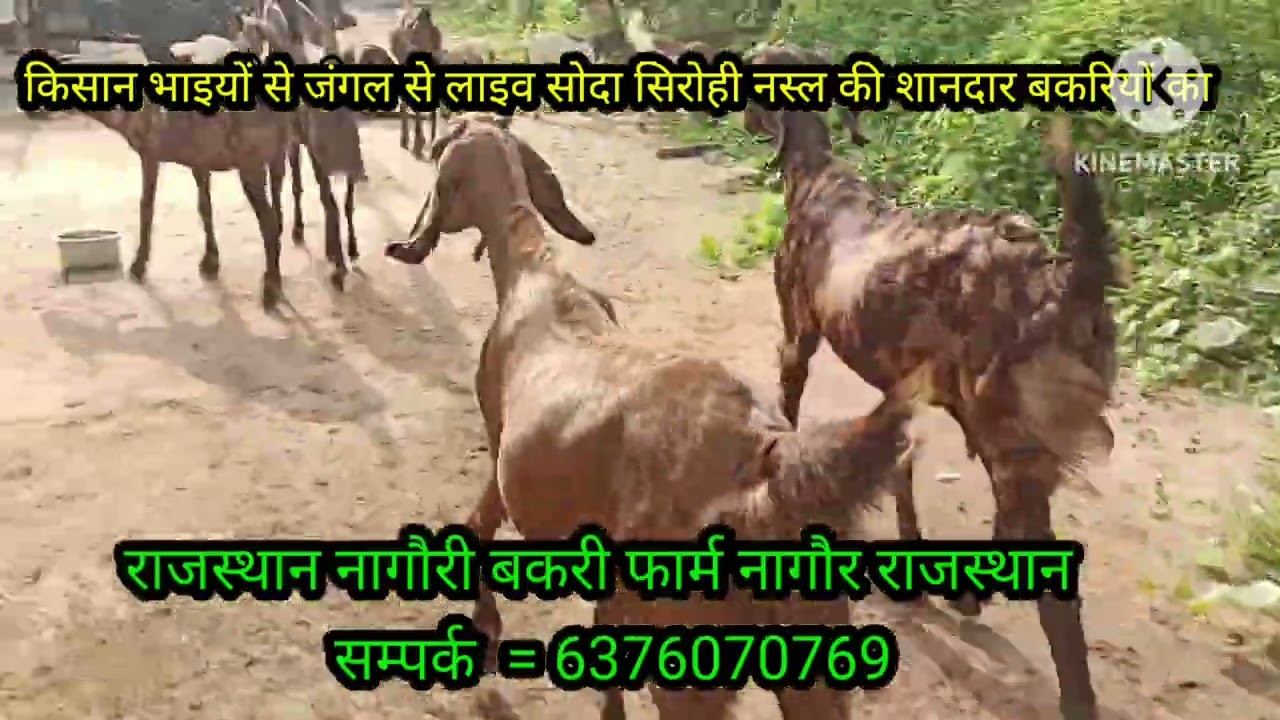 सीधा जंगल से लाइव सौदा किसान भाइयों के साथ सिरोही नस्ल की शानदार बकरियों का 6376070769