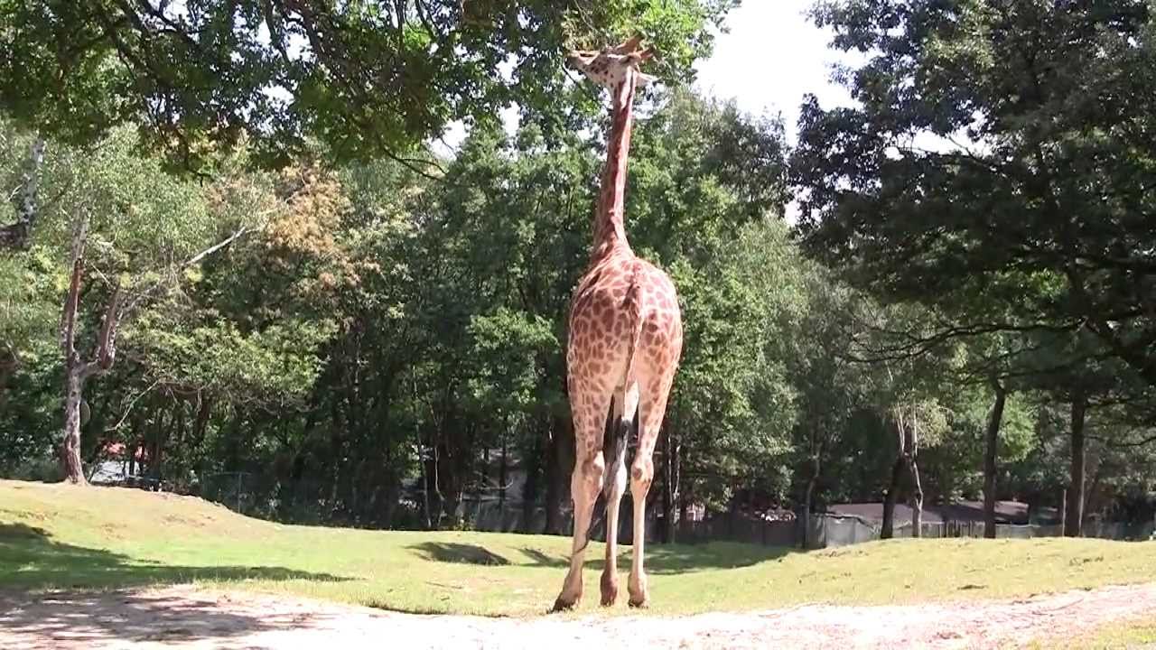Safari Park di Pombia (NO)