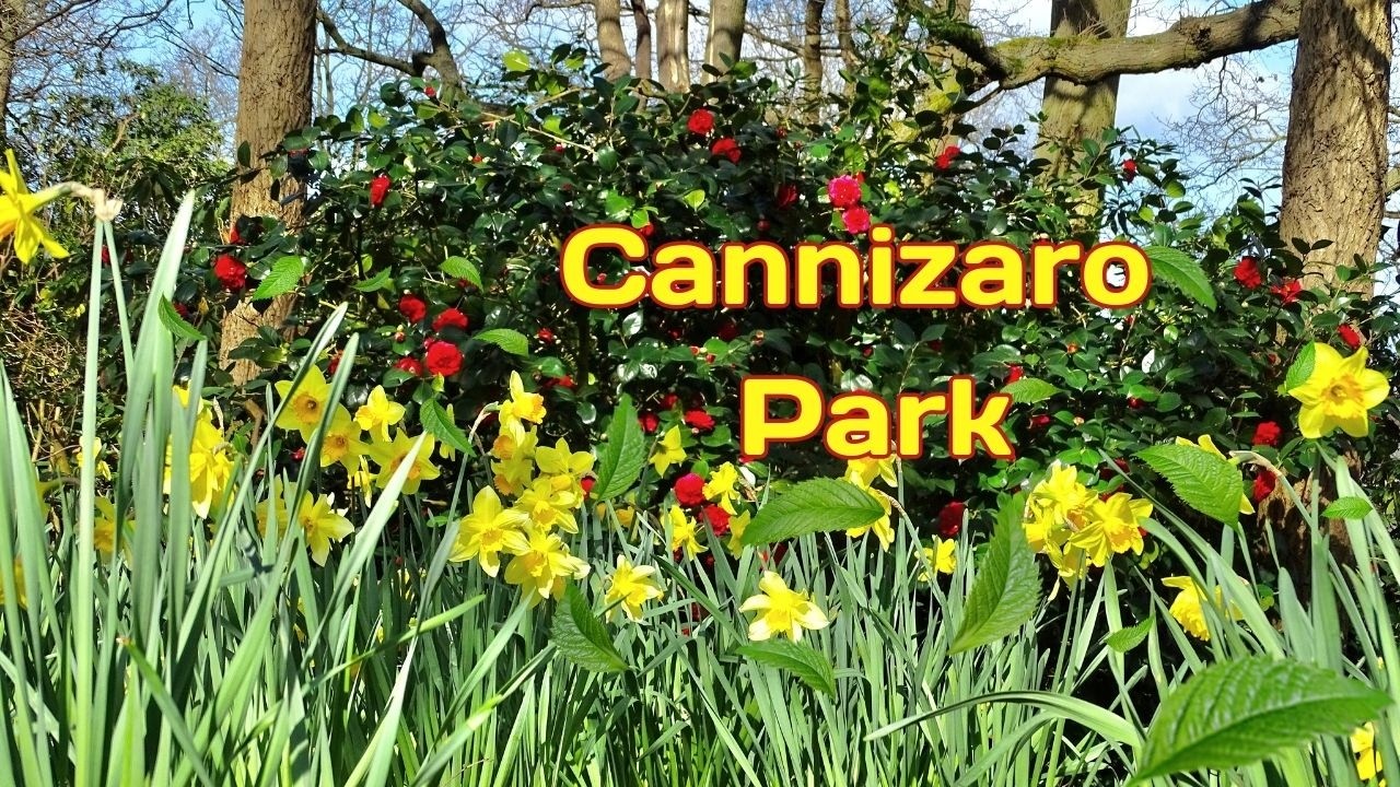 Springtime beauty at Cannizaro Park, London: blossoms everywhere