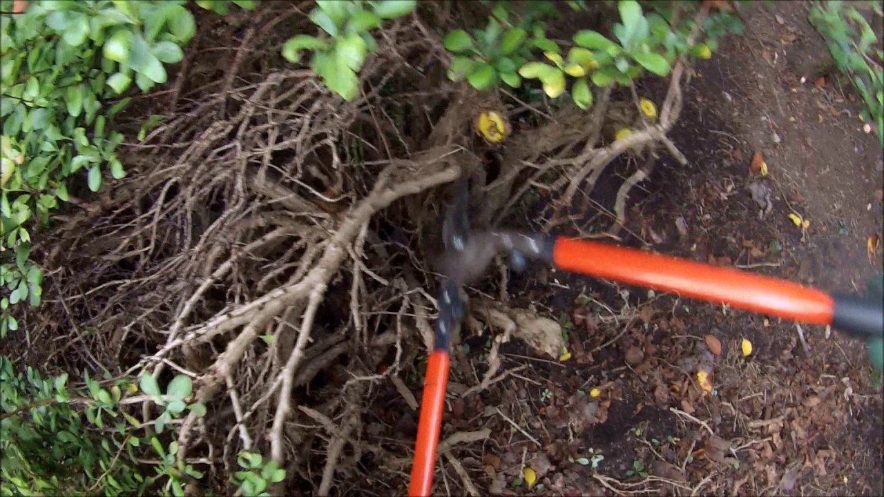 Rejuvenating a Crimson Barberry Shrub