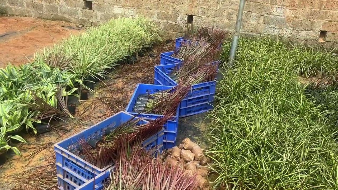 New beena nursery and gardens -one day 
