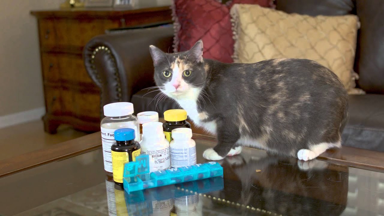 Paws on Safety: 1 Min Pet Clinic - Human Medications Toxic to Pets