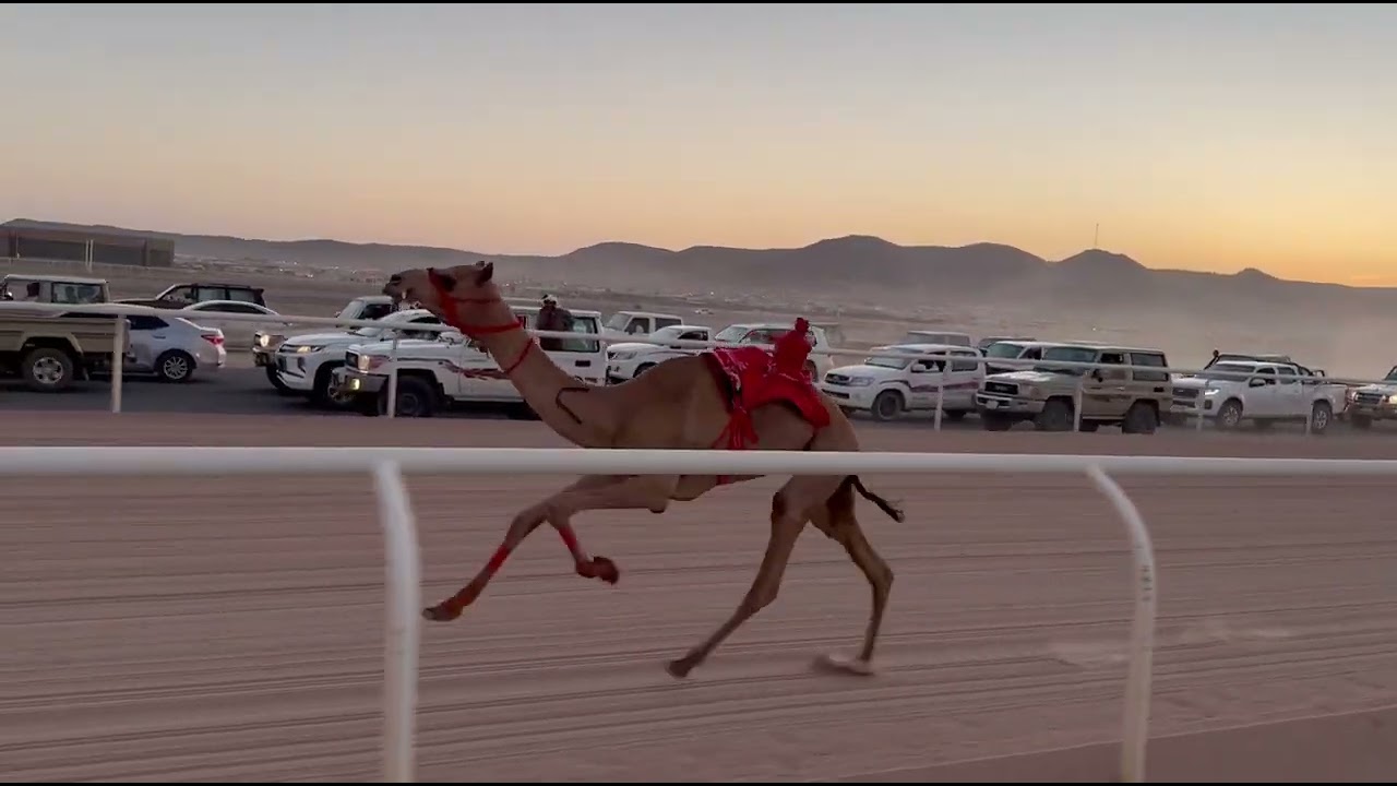 سيوف لـ سليمان محمد العمراني