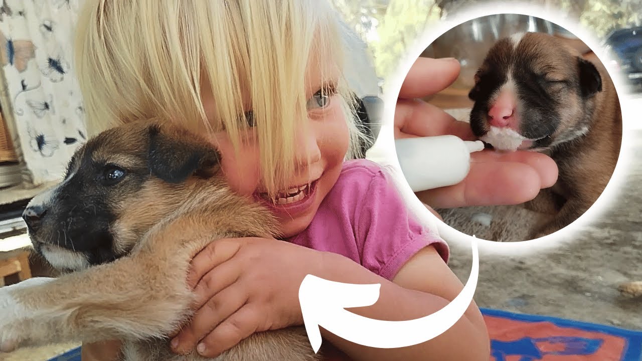A Life Changing Decision in Morocco | Rescuing Two Puppies And A Kitten