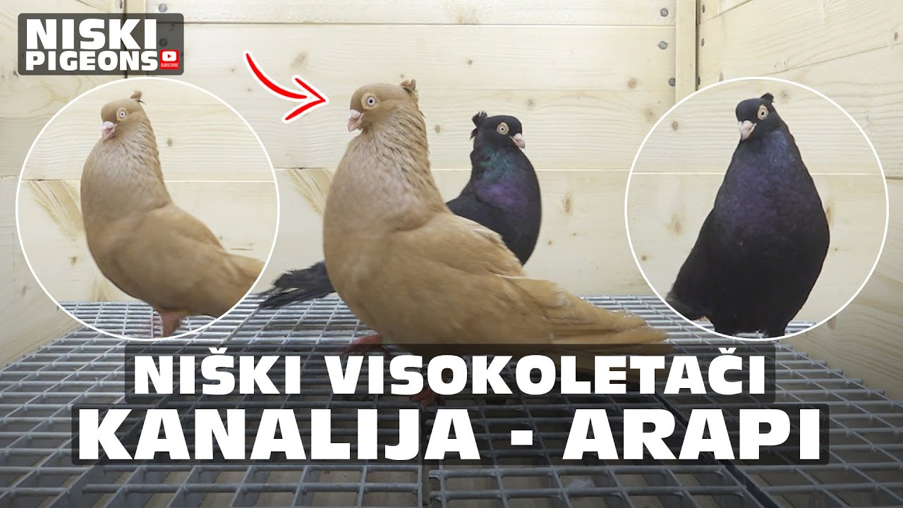 Niski Visokoletaci - A Golden Kanalija for a Black Beauty