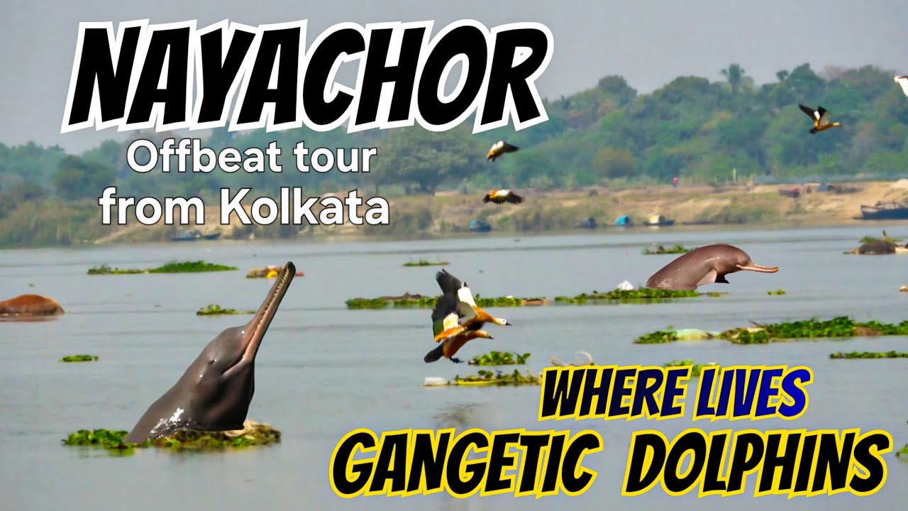 Nayachor , new tourist spot near Kolkata / Home of Gangetic Dolphin and migratory birds