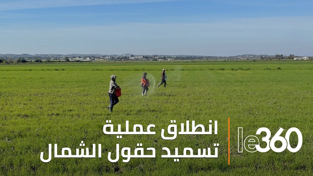 بأساليب علمية.. انطلاق عملية تسميد حقول القمح بضواحي العرائش والقصر الكبير