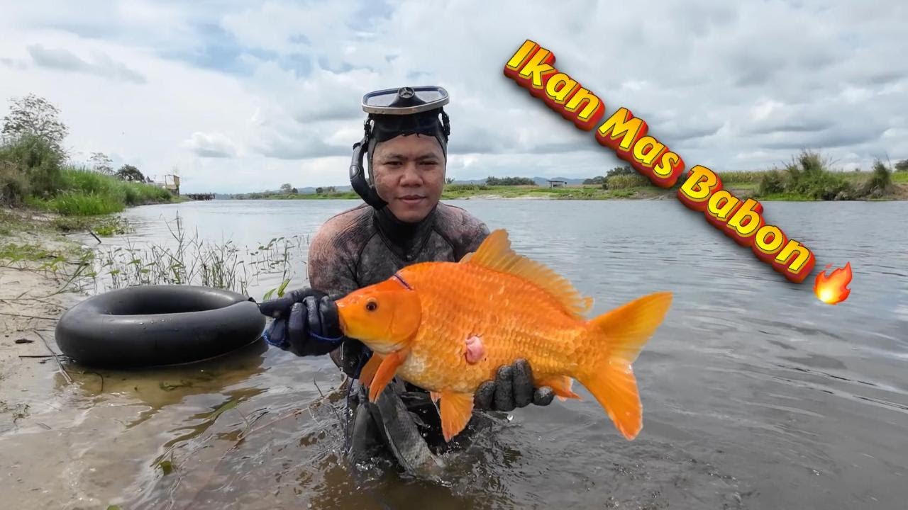 NEMBAK IKAN MAS BABON DANAU TOBA, LANGSUNG MASAK MAKAN BERSAMA. Spearfishing Danau Toba