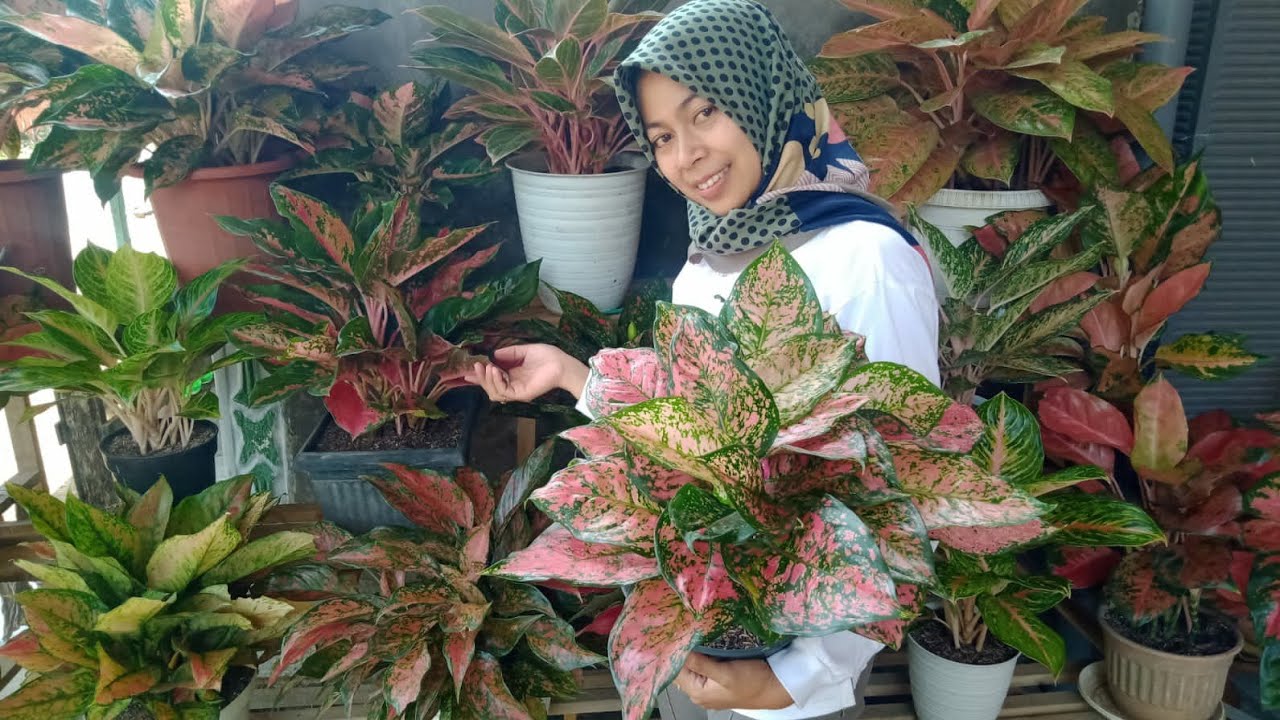 Rimbun Rumpun Murah Meriah Harga Mulai 5 rb_Aglonema Mbak Wina