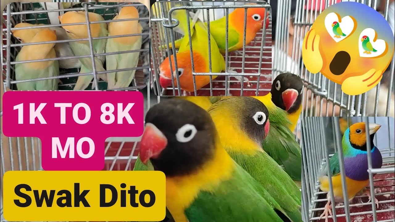 Vlog212 Green Perso Belgium Line🦜Parblue Opa Pale Fallow🦜Green Opa Dilute😱Goldian Finch🦜😱😱