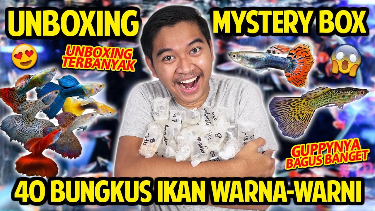 UNBOXING 40 BUNGKUS MYSTERY BOX IKAN WARNA-WARNI! BAGUS BANGET BUAT DI AQUARIUM! IKAN GUPPY 40 EKOR!