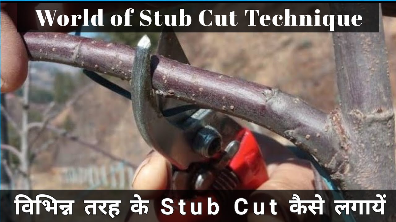 Type of Cuts | Stub Cuts Technique in Plants | World of Pruning Cuts|Himalayan Farming |