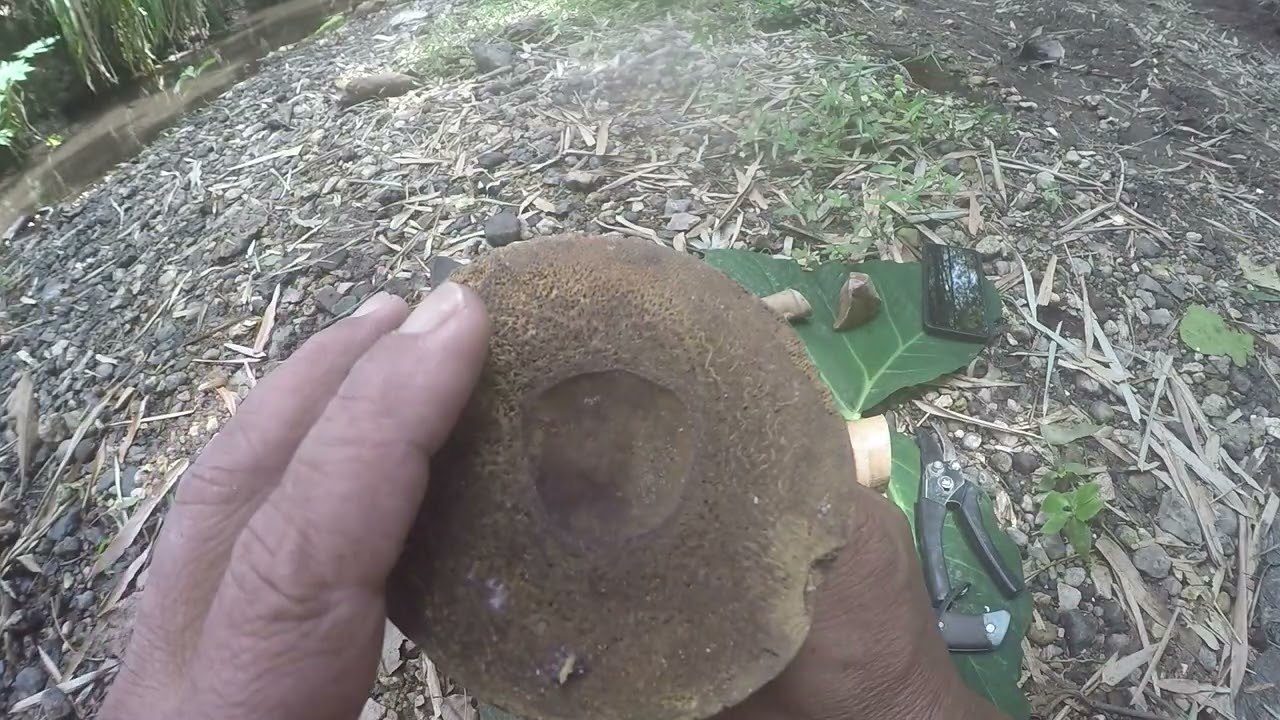 DALAM BAMBU ADA ISINYA EMAS MURNI..