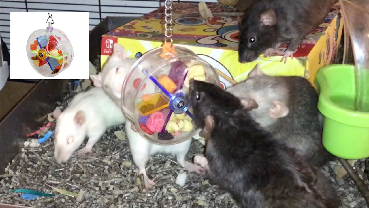 Rat Foraging Friday #50 (Acrylic Foraging Wheel)
