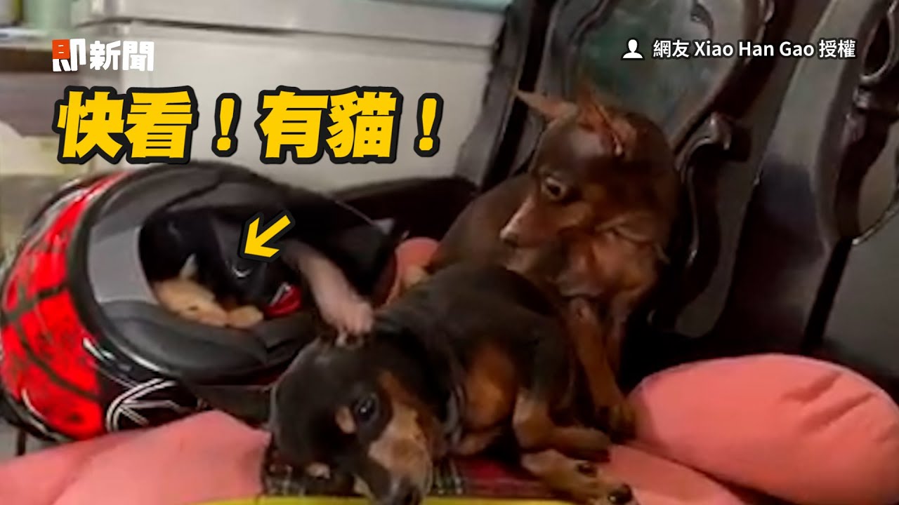 狗狗睡醒見身旁多隻貓　瞪大眼拍醒同伴：快看｜汪星人｜寵物｜貓咪｜精選影片