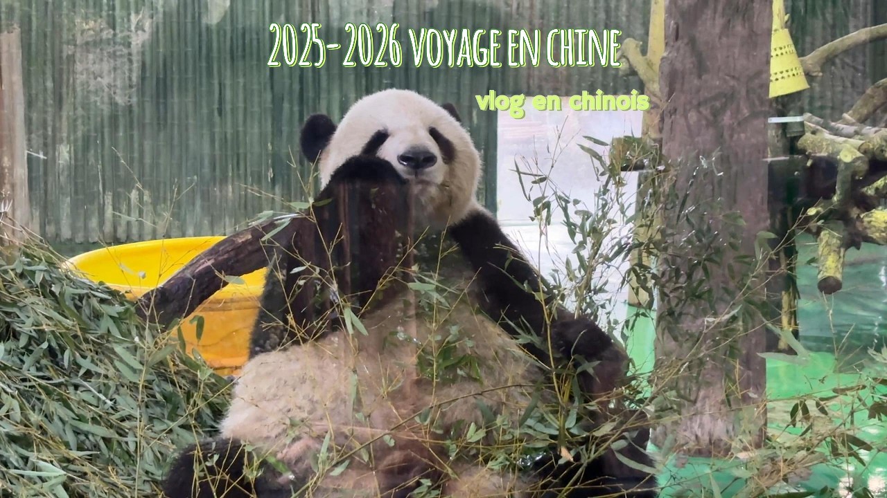 2025-2026 中国四川和上海之行 | Du Sichuan à Shanghai | From Sichuan to Shanghai: A China Journey