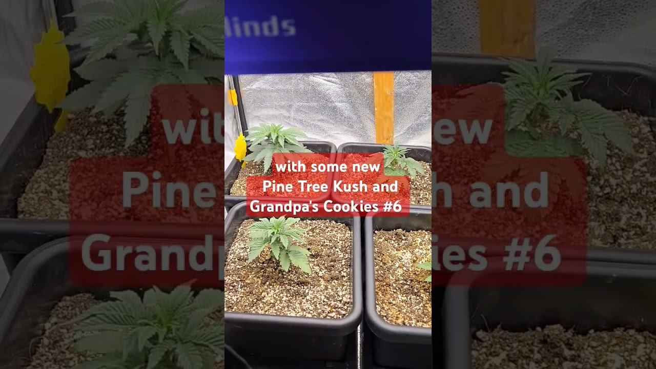 Ohio Dumpster Weed clone plus Dirty Bird Genetics Pine Tree kush