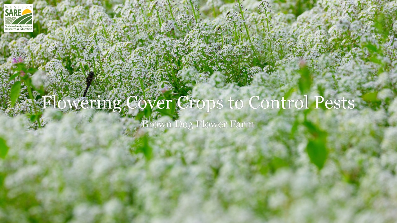 Trailer: Flowering Cover Crops to Reduce Pests
