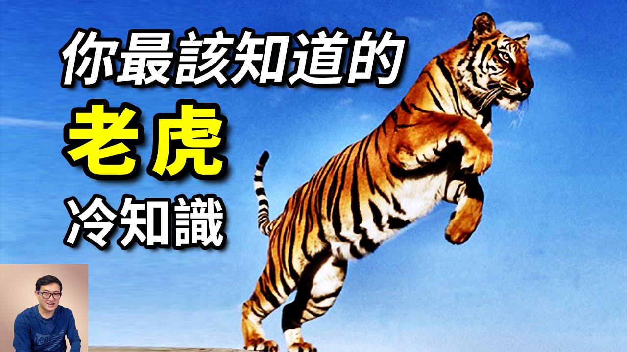 白虎背後的真相，老虎為何又叫「大蟲」？對戰獅子誰更強？「一山不容二虎」說的是什麼？【老肉雜談】#動物 #野生動物 #老虎 #tiger #虎
