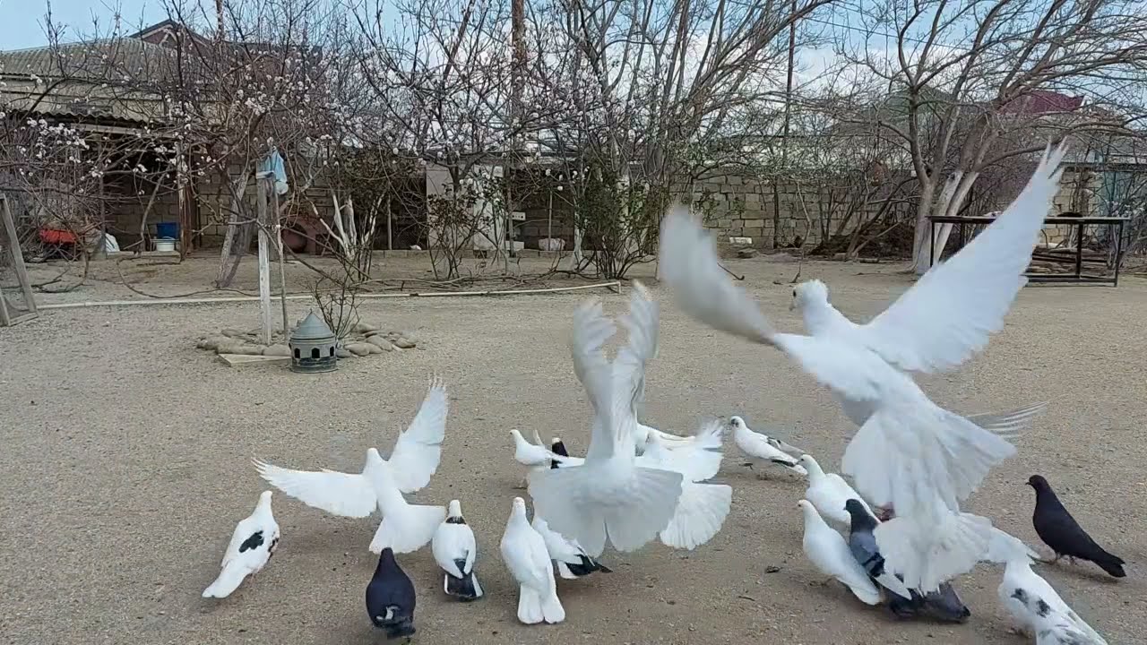 Corat quşbazları: Məşədi Emin 30.03.2021 / Азербайджанские #голубеводы / Azerbaijani pigeon breeders