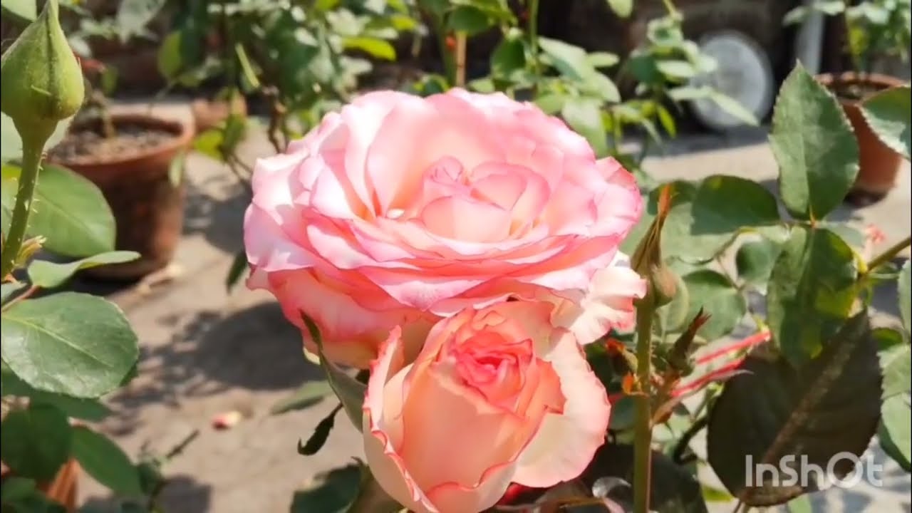 🚫Don't do this on rose plunts 🌹 rose plants Care for 2nd flash 