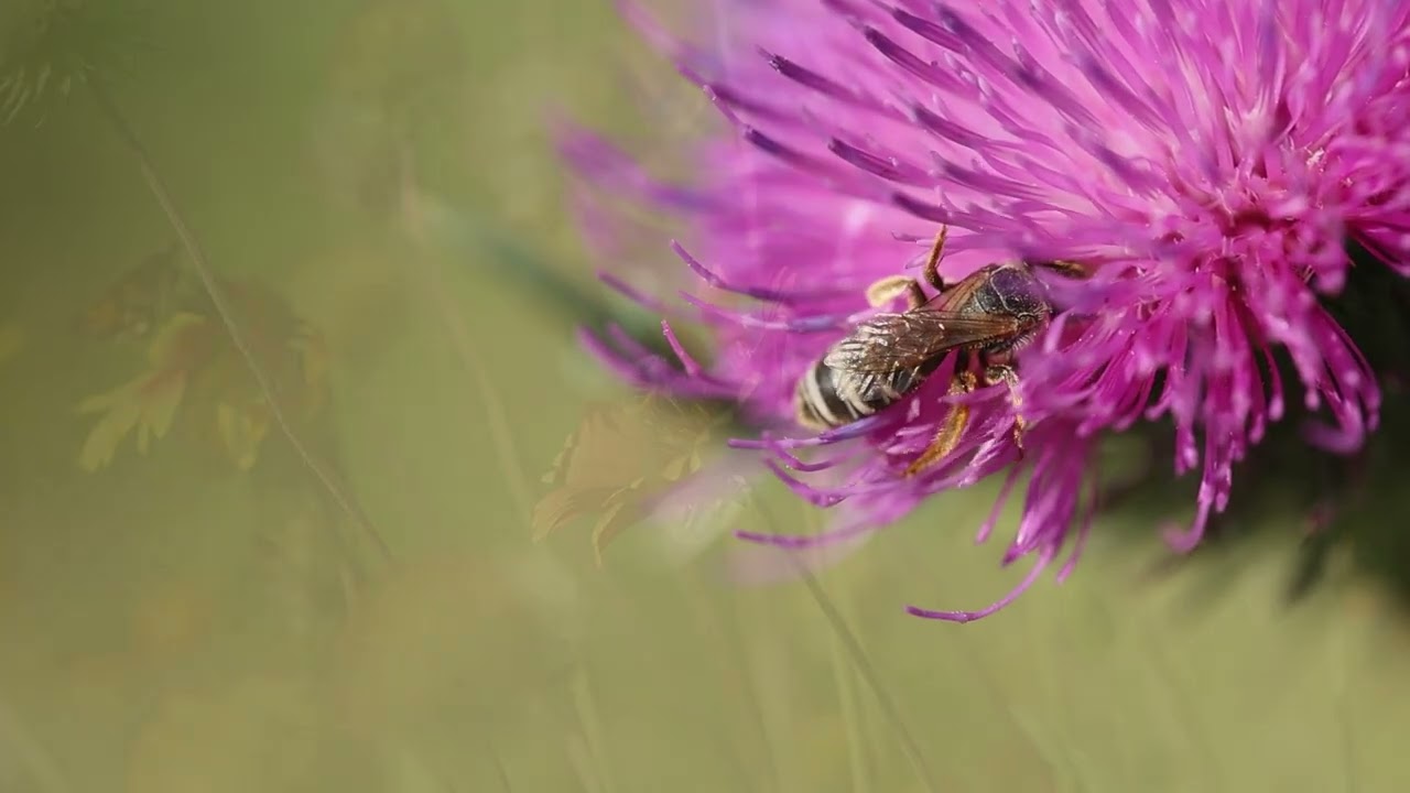 Bill's Flower Garden (from Pollinator Friendly: Celebrating and Conserving Virginia's Native Bees)