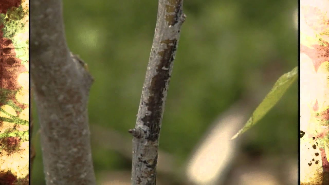 Preventing and Treating Fire Blight
