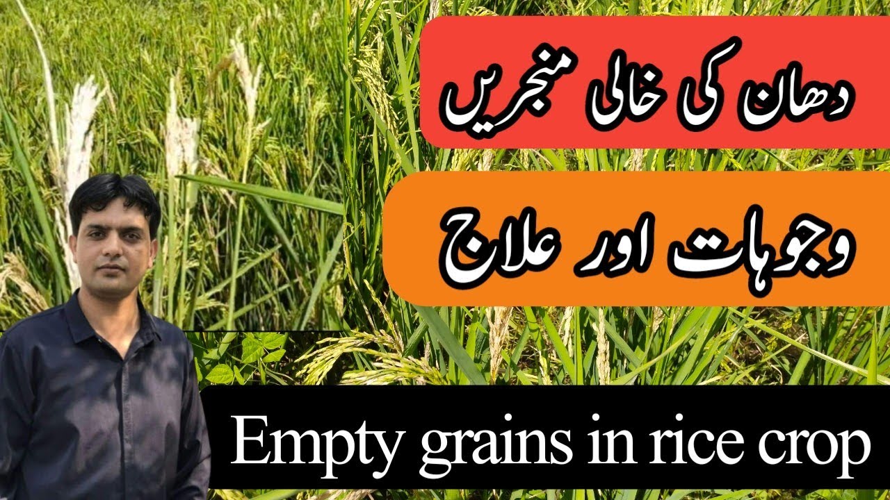 دھان کی خالی منجریں اور اس کا علاج | Empty grains in rice crop | Plant Clinics | Dr. Jamil Shafi