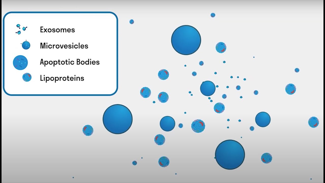 Extracellular Vesicles (Purification and Applications)