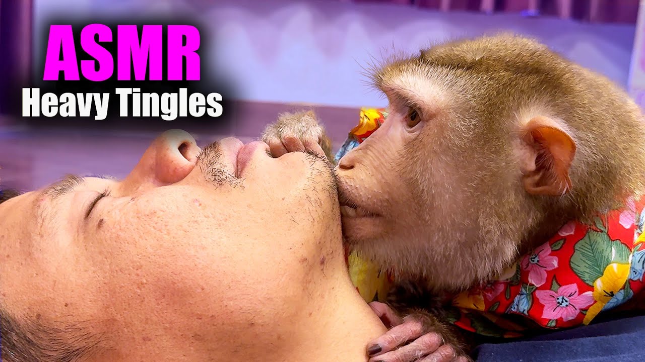 Real Monkey ASMR | 99% Of People Are ASLEEP Within 5 MINUTES (Heavy Tingles)