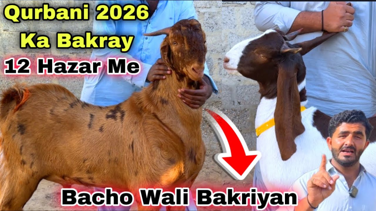 Karachi Ki Sasti Bakra Mandi 🚨 | Bacho wali Bakriyan & Qurbani Ka Bakay | Aslam Goat Farm 