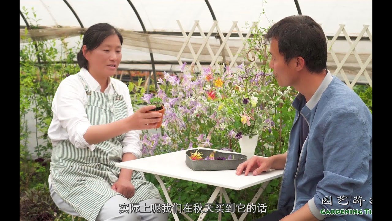 仙气满满的耧斗菜~听药草姐姐来全面讲解【小时间，大园艺】
