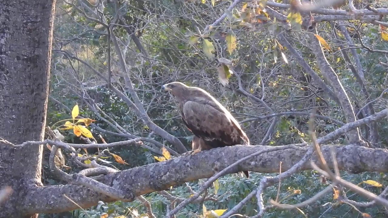 Call of Steppe Eagle
