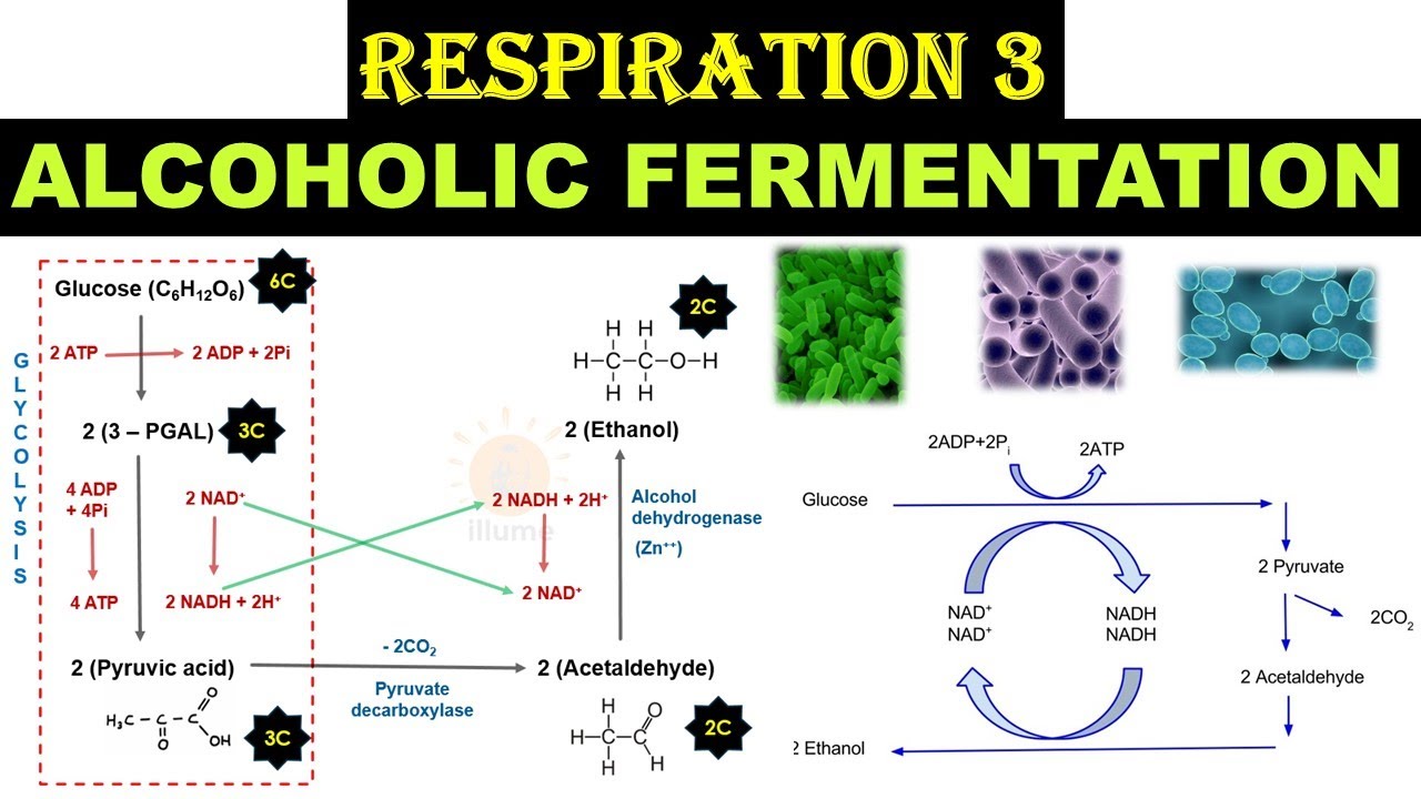 Respiration 3 | Alcoholic fermentation | Anaerobic Respiration | Pasteur Effect | Dr GhanshyamJangid
