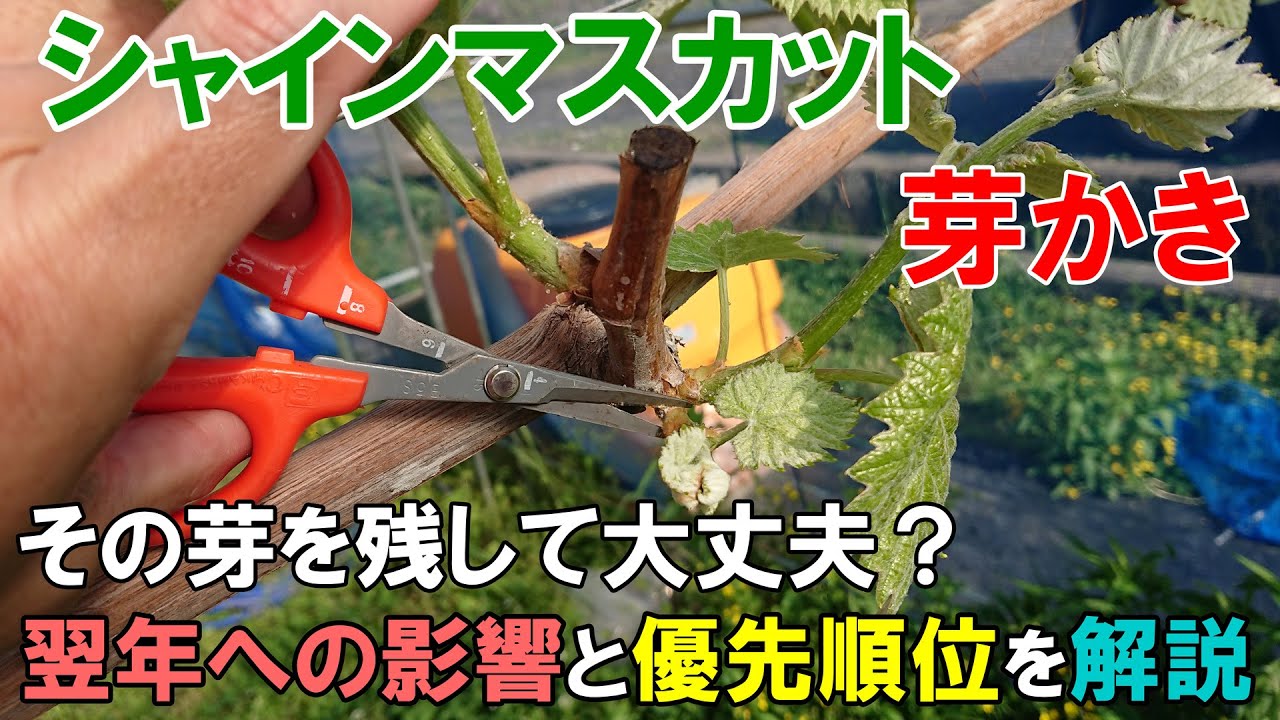 シャインマスカットの芽かき(樹形完成後)　その芽を残して大丈夫？　翌年への影響と優先して芽かきすべき場所について解説