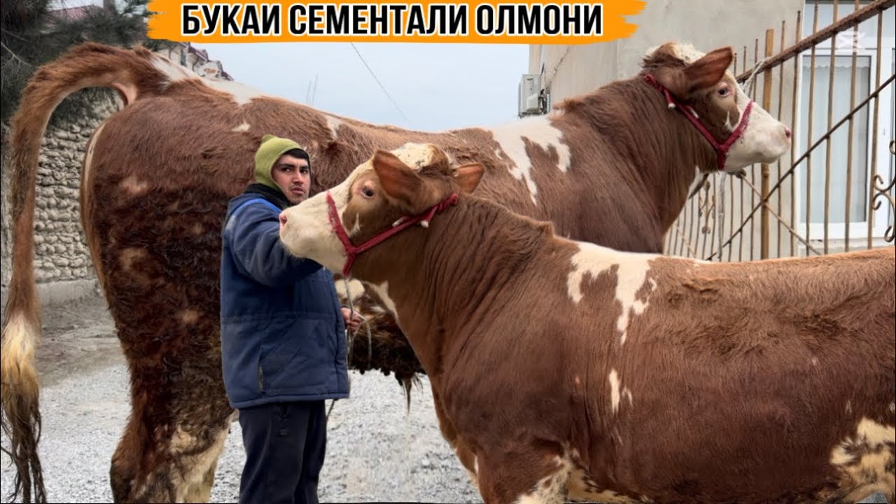 БУКАИ СЕМЕНТАЛИ ОЛМОНИ БАРОИ НАСЛ 3 февраля 2026 г.