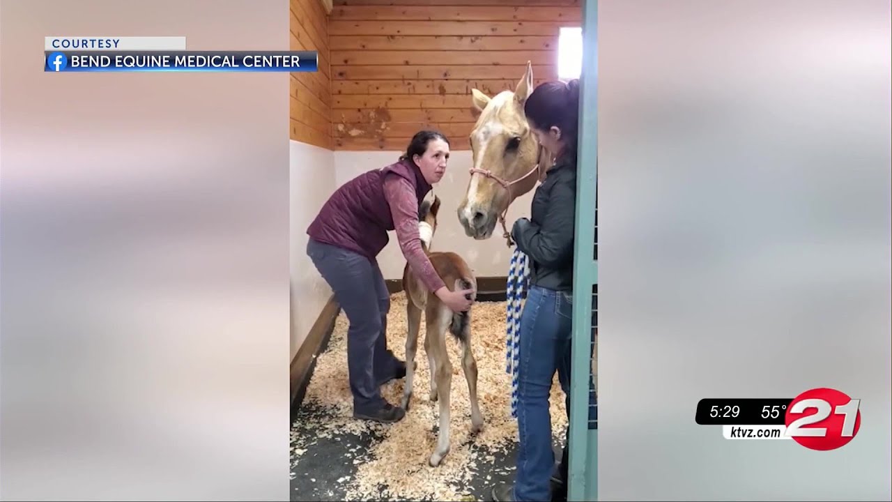 Mare adopts wild mustang foal
