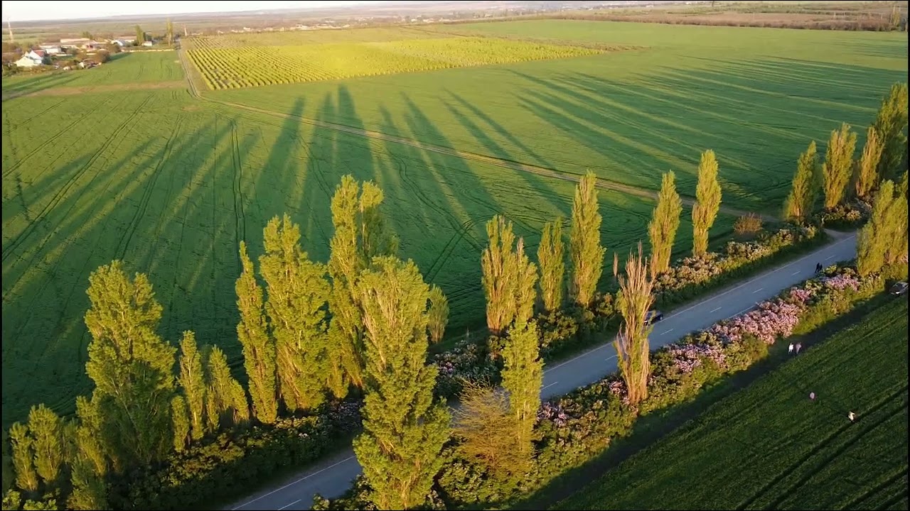 Сирень Крым (май)