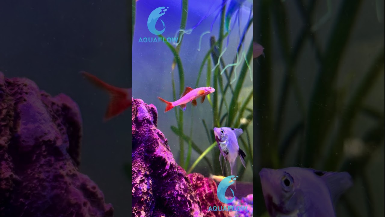 Tibur&oacute;n arco&iacute;ris albino 🦈 #peces #acuario #acuaticos #acuariofilia #pez #acuarionatural