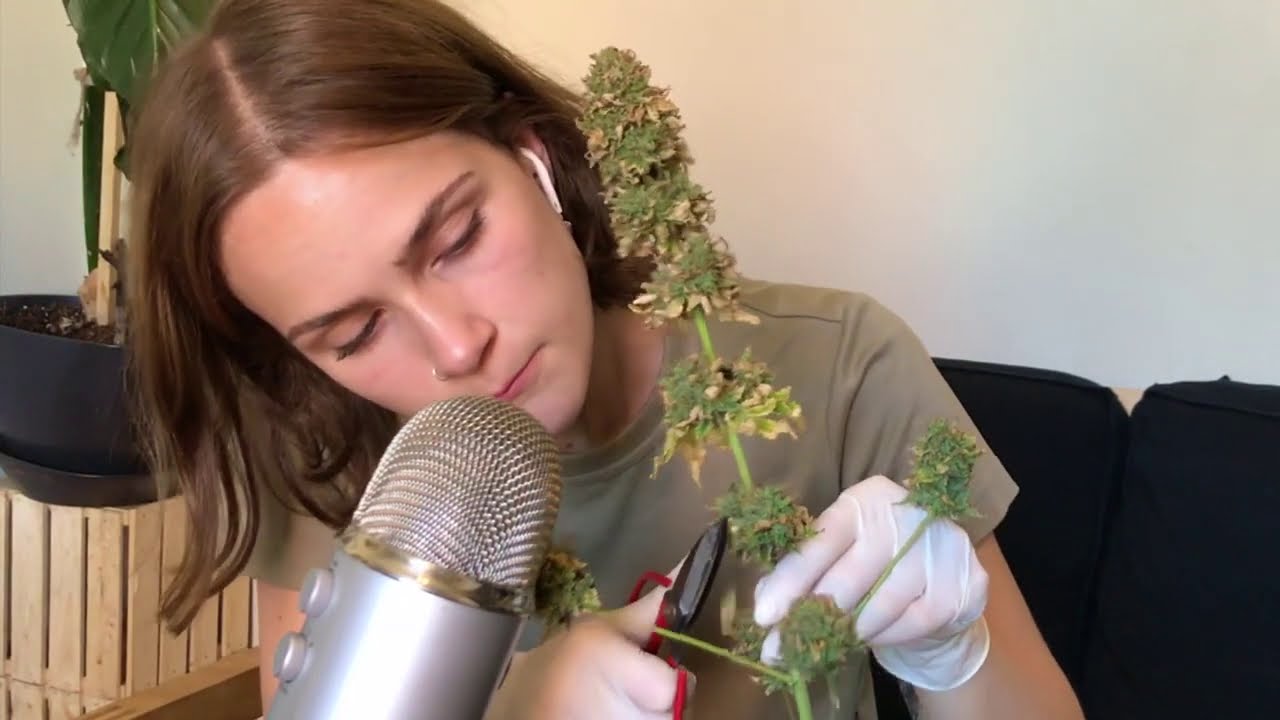 ASMR Flower Harvest & Grow Tent Review Mars Hydro